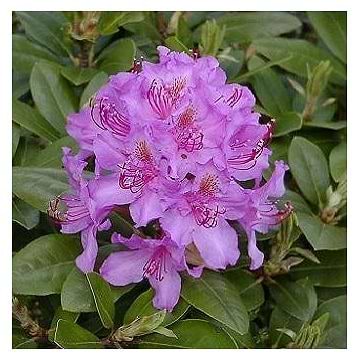 Rhododendron (Rhododendron Hybrid 'Herbstfreude') 30-40 cm