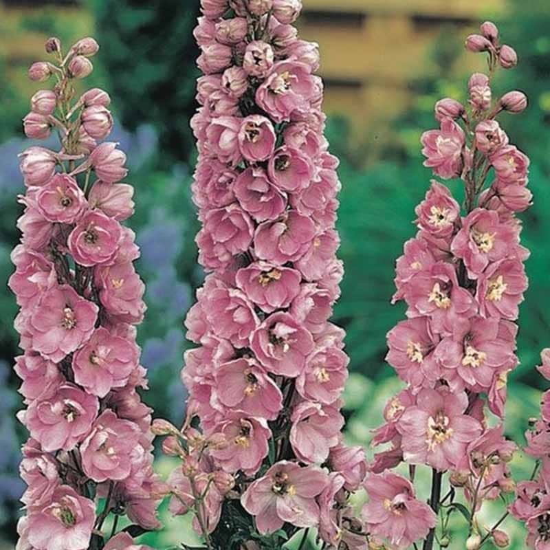 ridderspore pink shades
