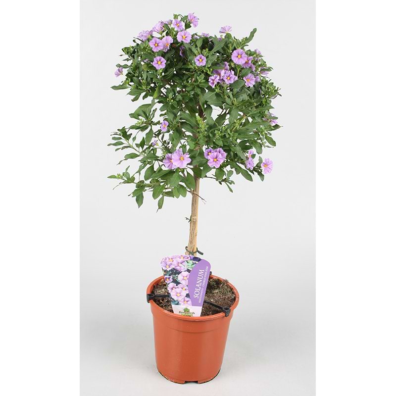 kartoffelblomst pink