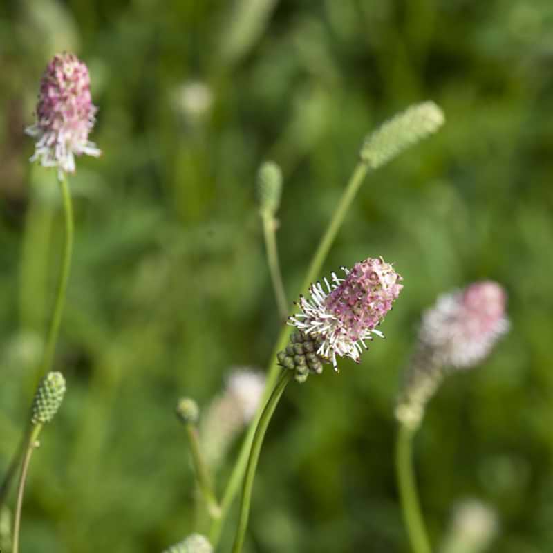 Kvæsurt Pink Tanna