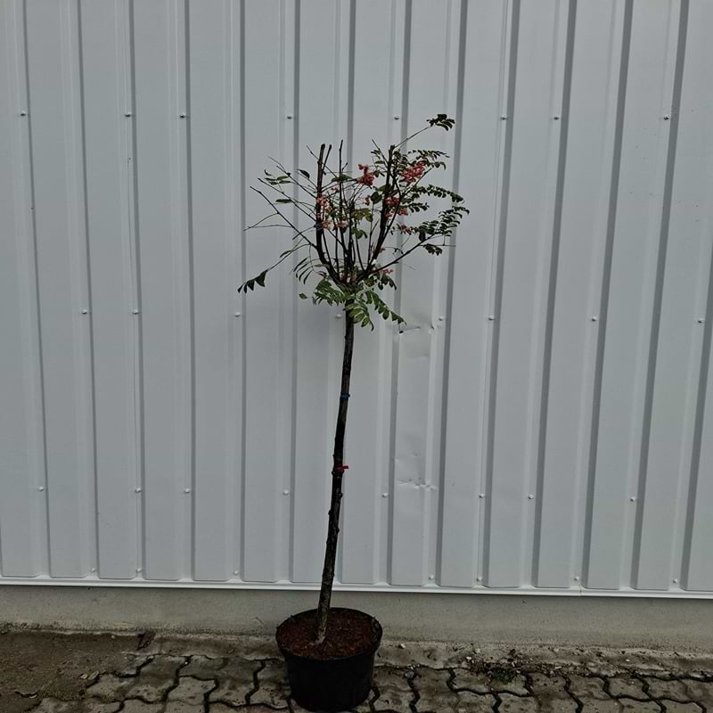 Røn (Sorbus acuparia 'Pink Veil') Opstammet 