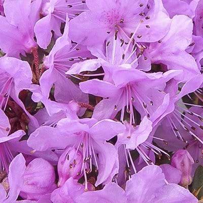 lyserøde blomster