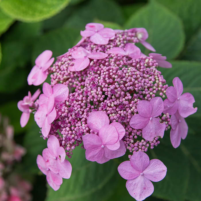 Hortensia (Hydrangea macrophylla 'Endless Summer Twist And Shout