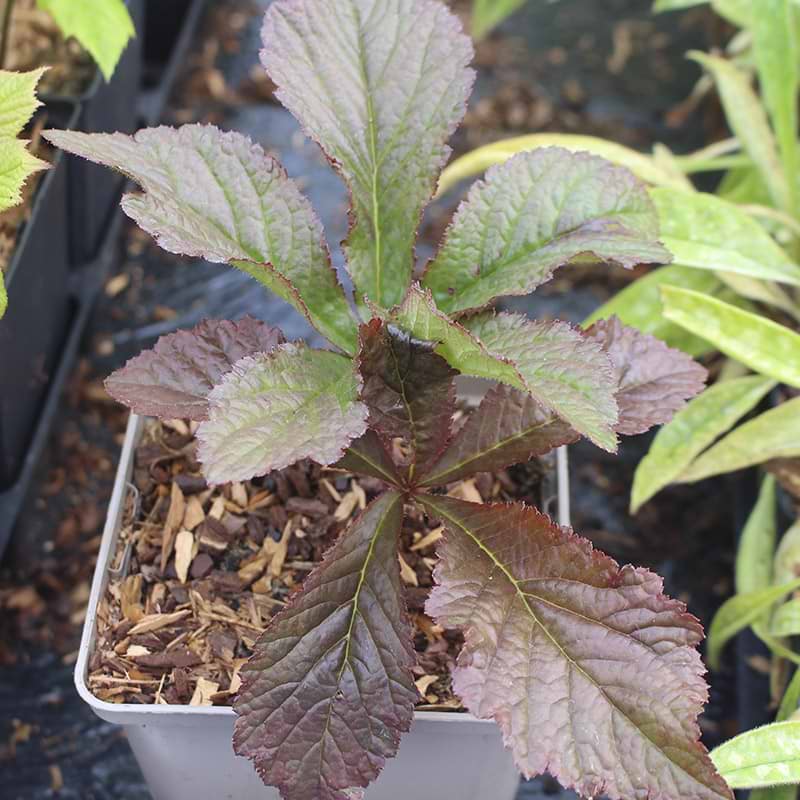 Bronzeblad (Rodgersia pinnata 'Bronze Peacock' )