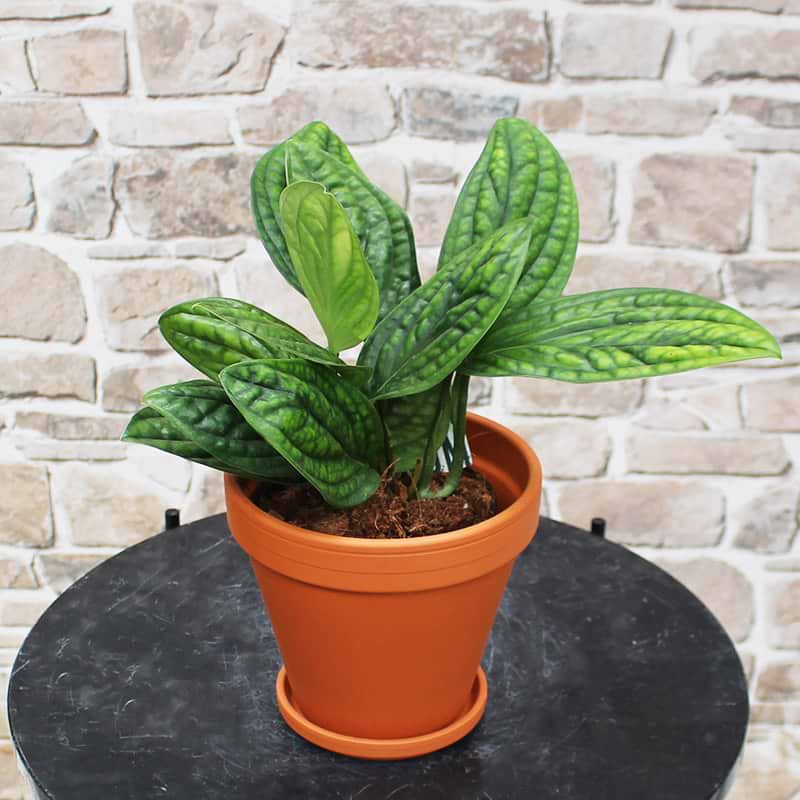 Guldranke Epipremnum pinnatum Marble Planet