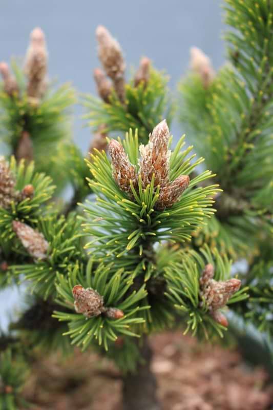 Pinus mugo peterle