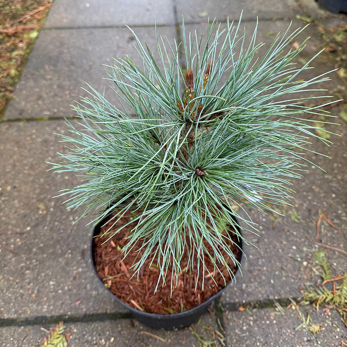 Silkefyr Pinus Peuce Pacific Blue 30 50 Cm K bes Online Her Silkefyr Pinus Peuce Pacific Blue 30 50 Cm K bes Online Her