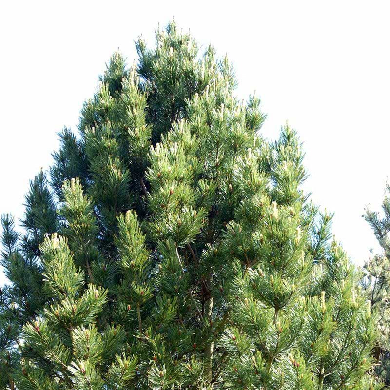 Pinus cembra
