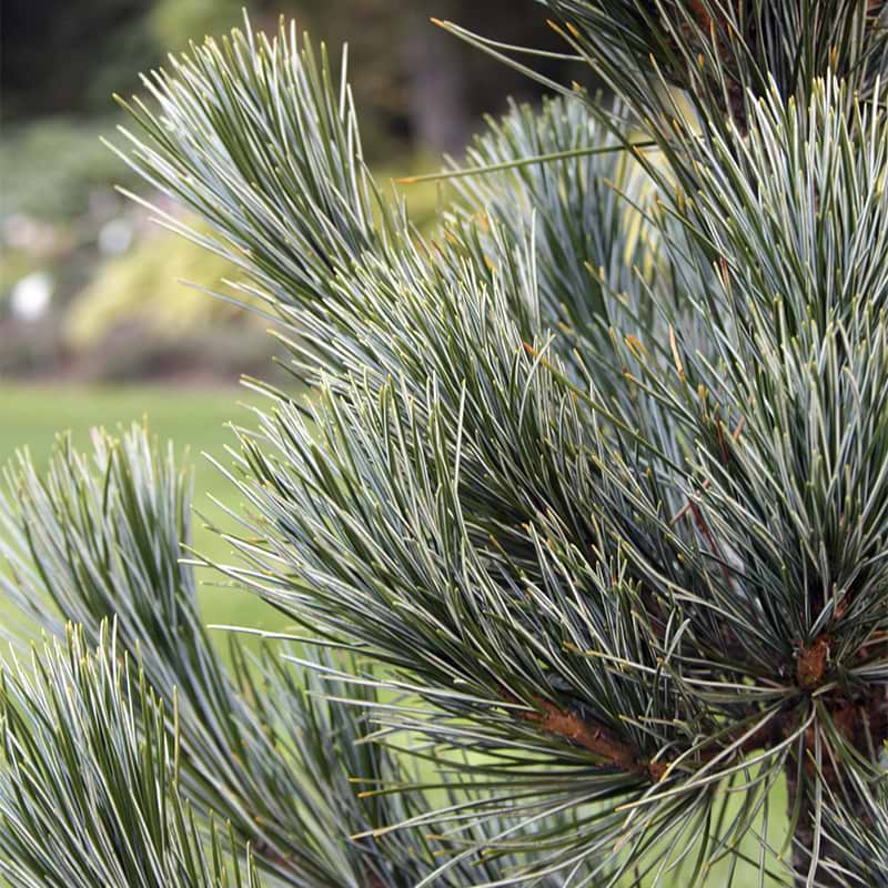 Pinus cembra 'Glauca'