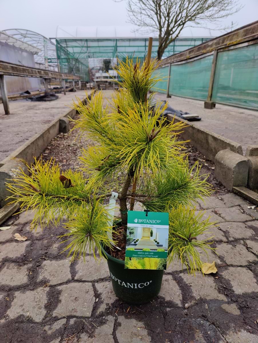 Klitfyr (Pinus contorta 'Chief Joseph') 