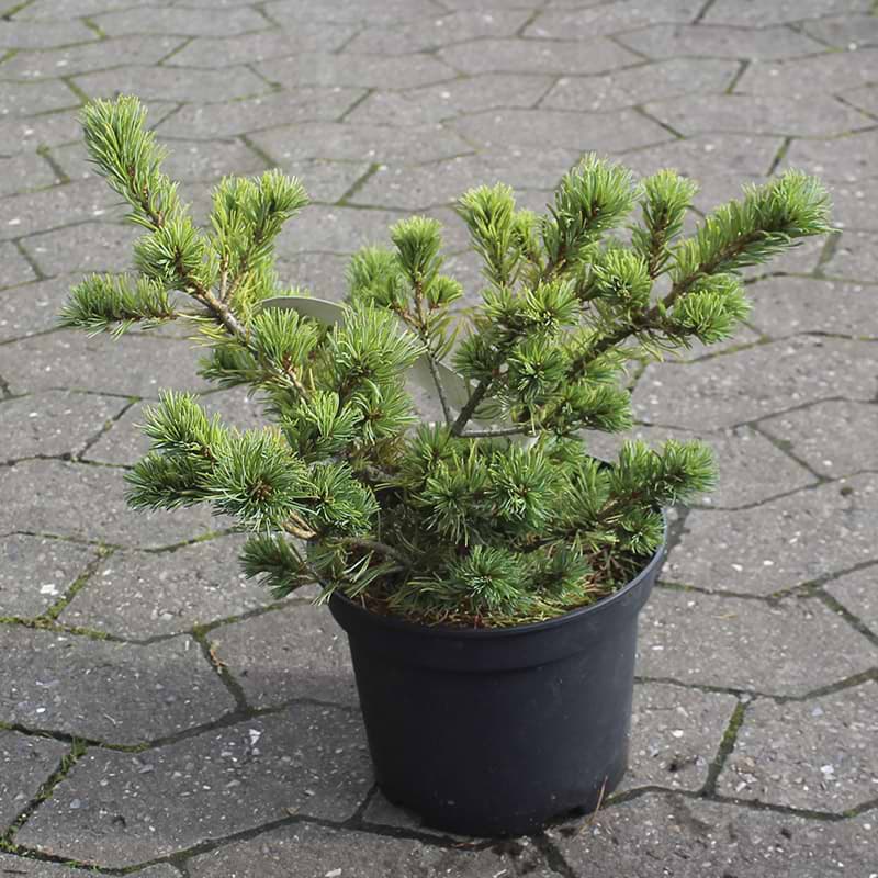 Pinus parviflora 'Glauca Nana'