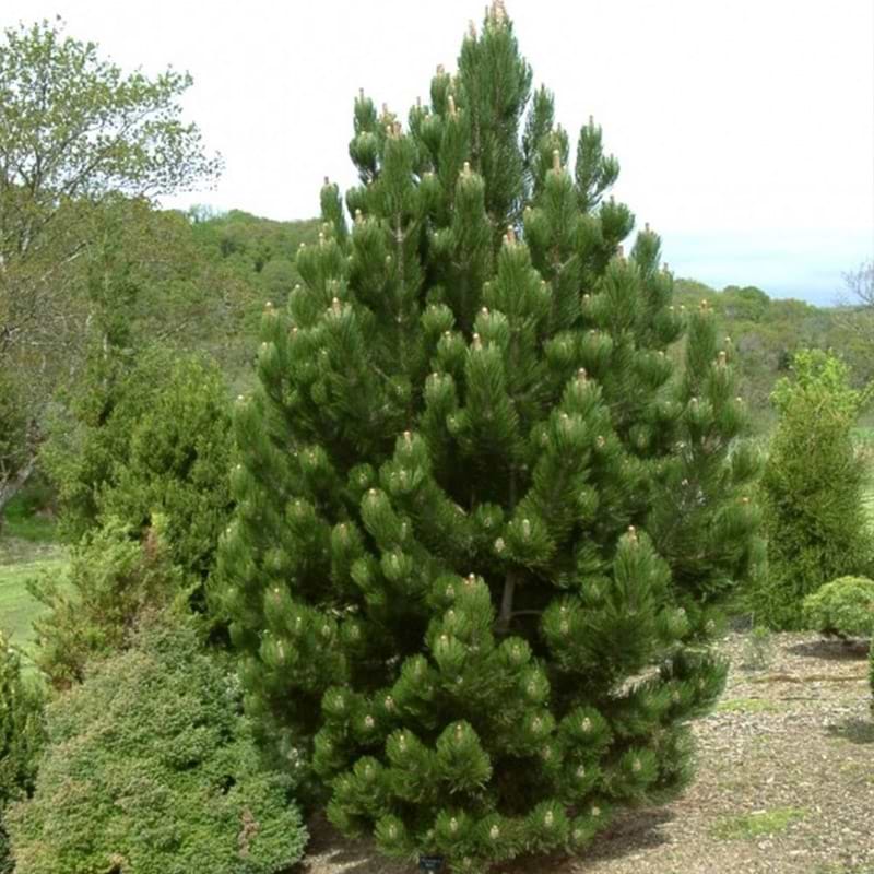 Hvidbarket fyr (Pinus Heldreichii 'Satellit')