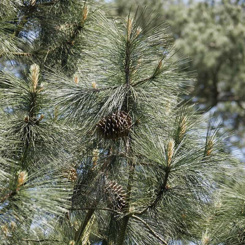 pinus jeffreyi
