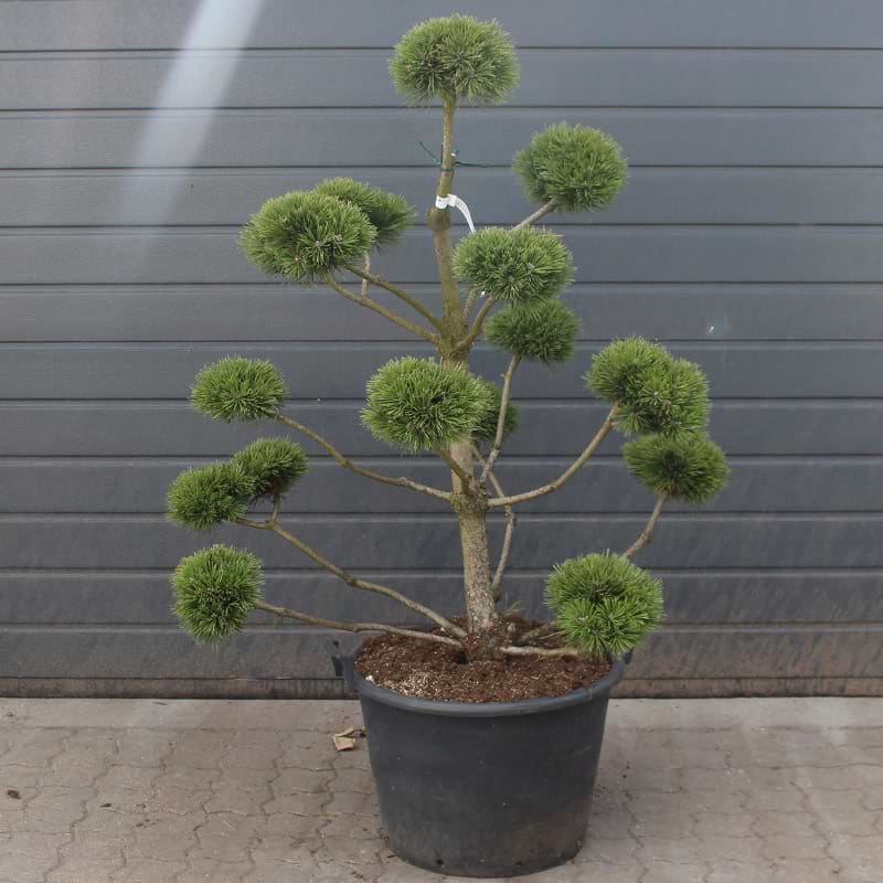Pinus mugo 'Luis'