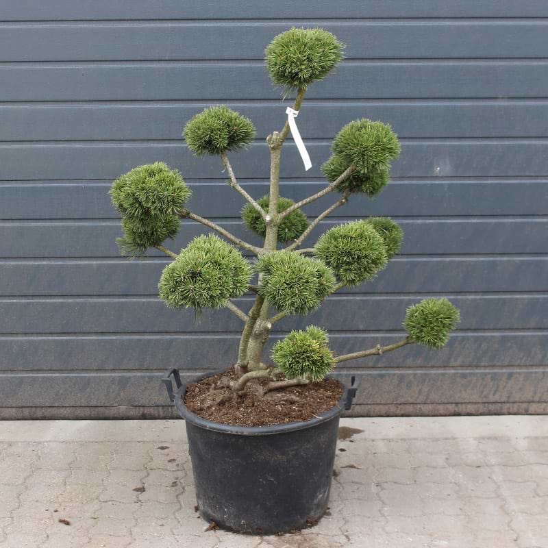 Pinus mugo 'Luis'