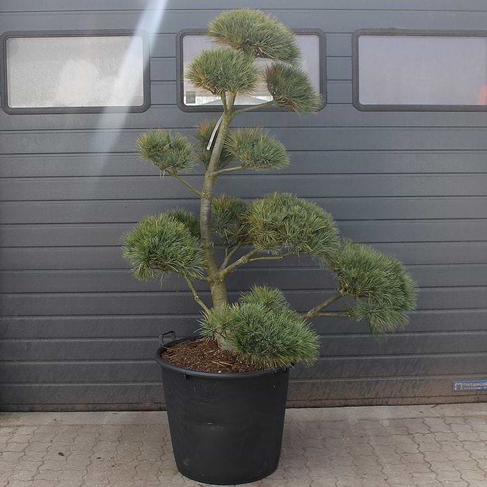 bambus spruch Personalisiertes Lesezeichen aus Bambus main image 1