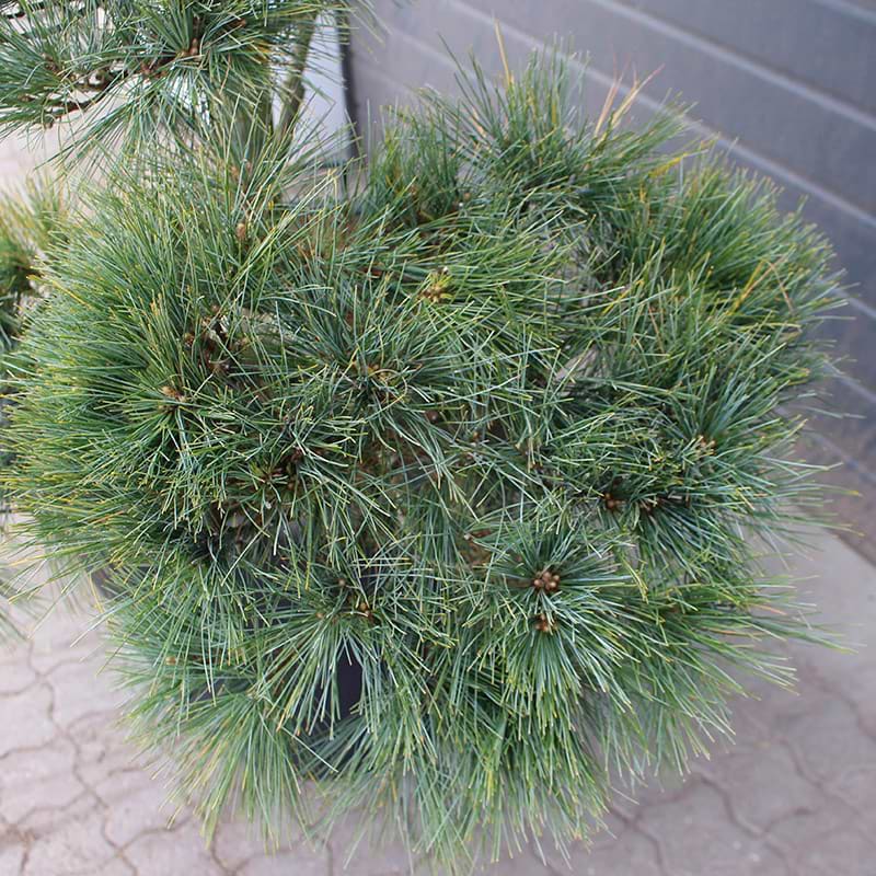 Dværg Weymouthfyr 'Macopin' Nåle