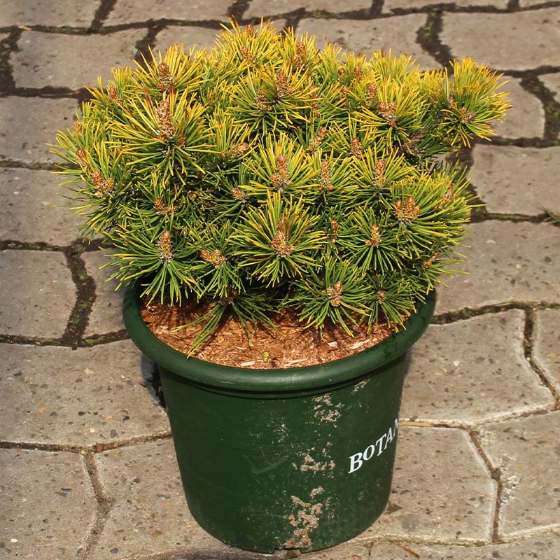 Pinus mugo 'Mops Gold'