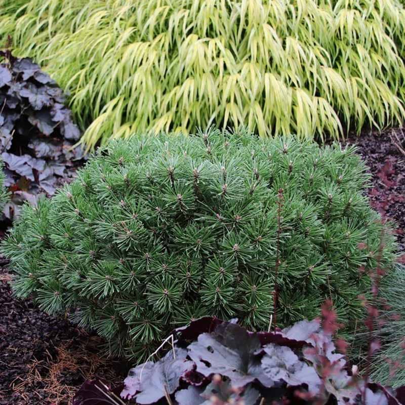 Pinus mugo Benjamin