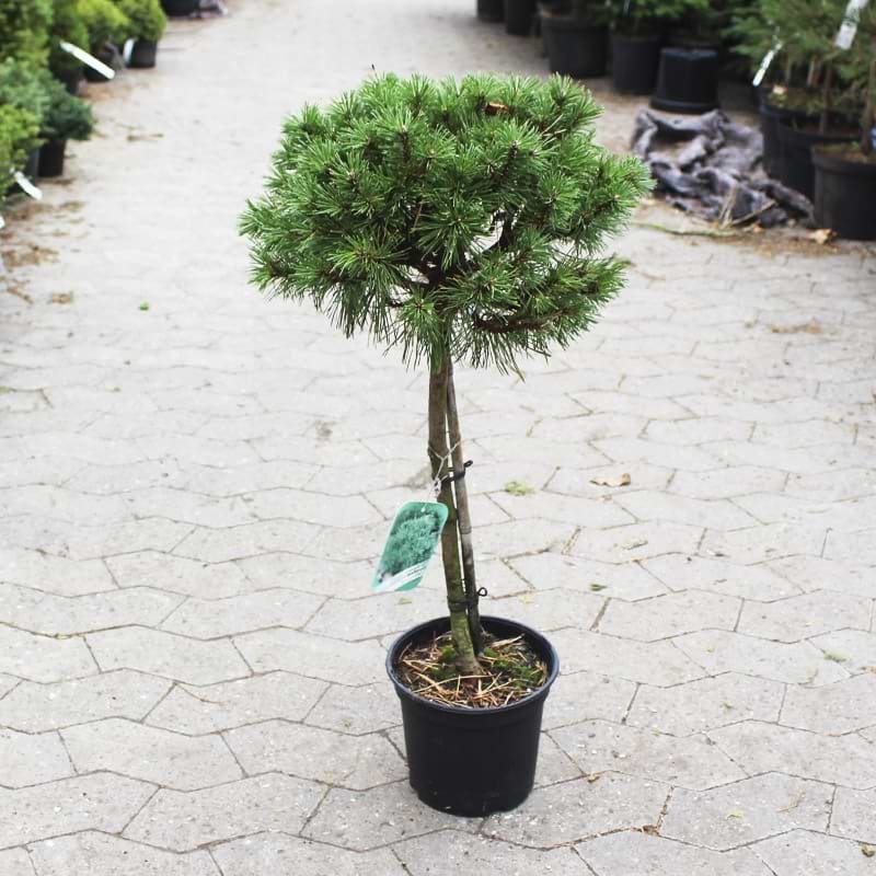 Pinus mugo Benjamin