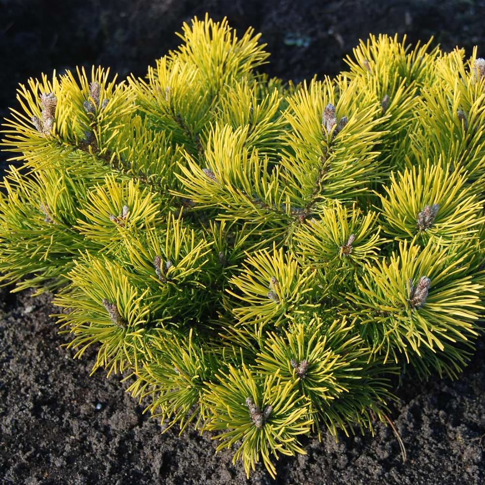 Bjergfyr Gulnålet Pinus mugo Carstens Wintergold