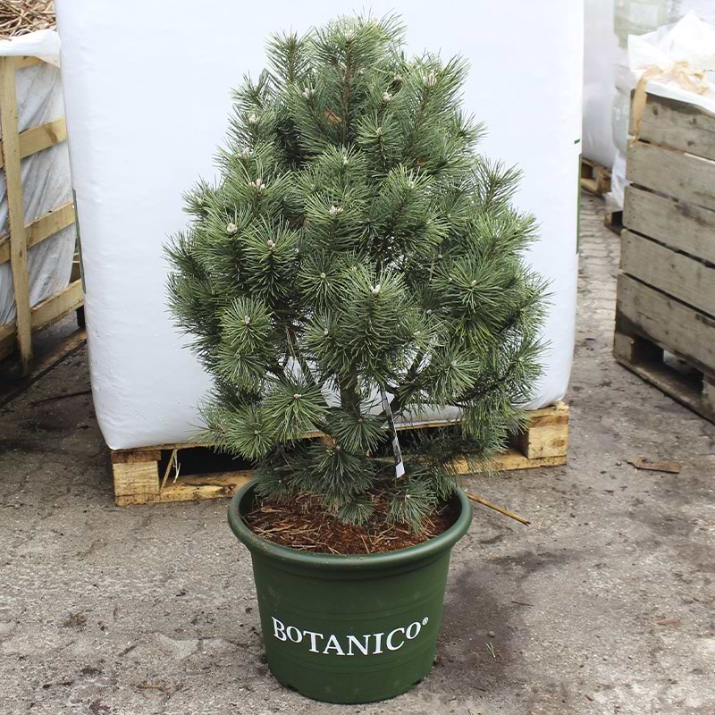 Pinus mugo columnaris