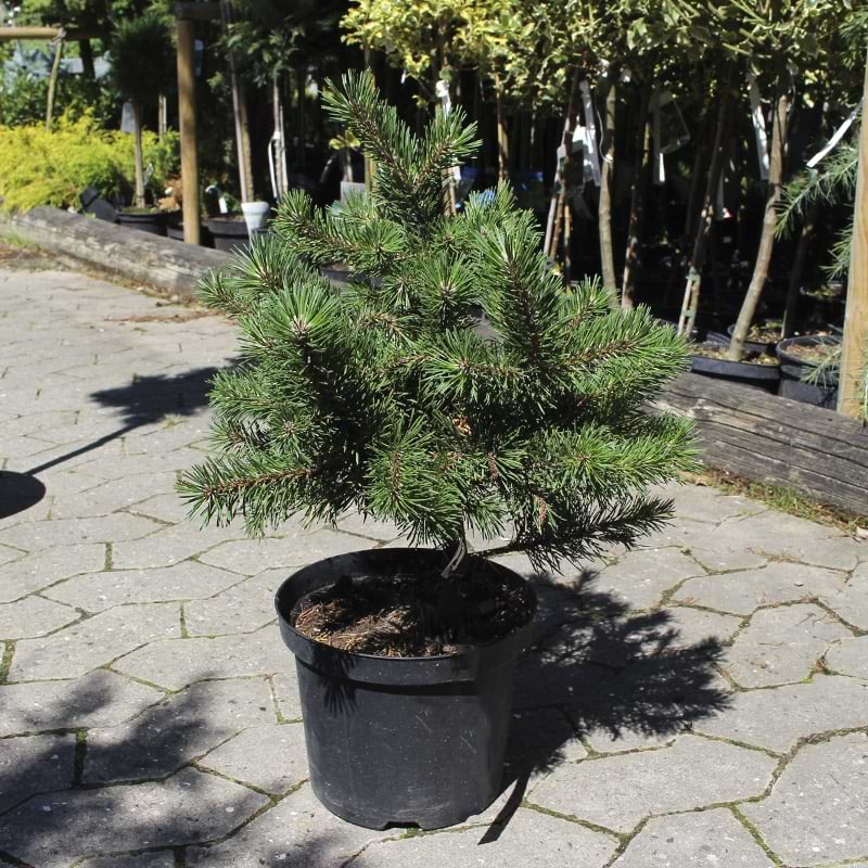 Pinus Mugo Gnom