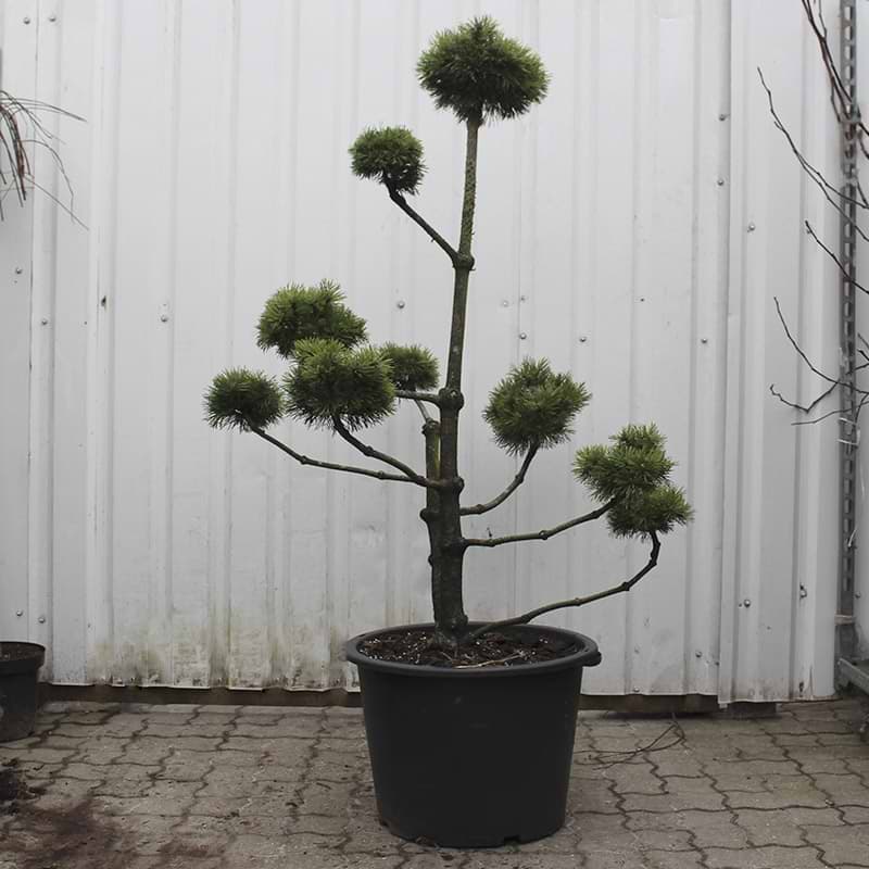 pinus mugo bonzai