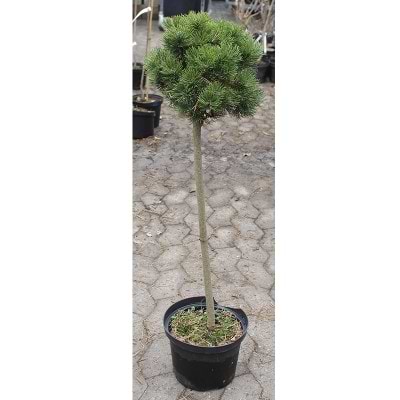 Pinus mugo Picobello