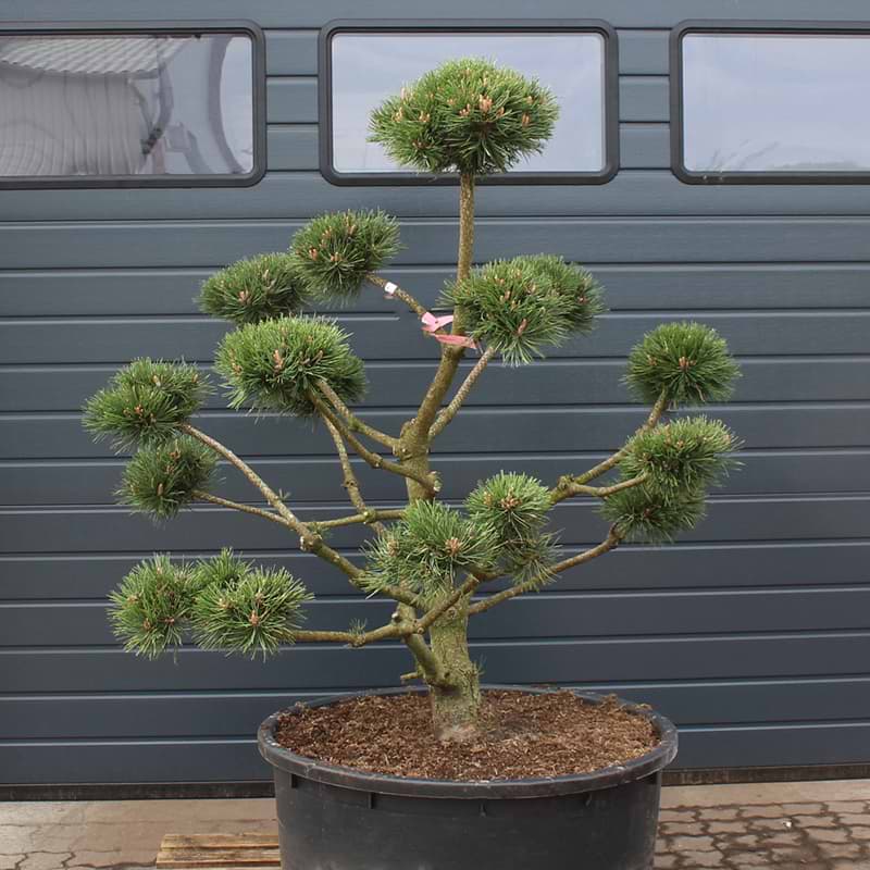 Bjergfyr Fransk (Pinus Mugo var Uncinata/Rostrata) Bonsai