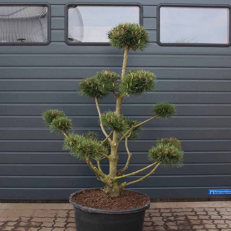 Bjergfyr Fransk (Pinus Mugo var Uncinata/Rostrata) Bonsai 