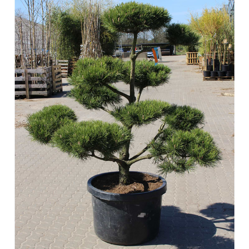 pinus mugo uncinata bonsai 