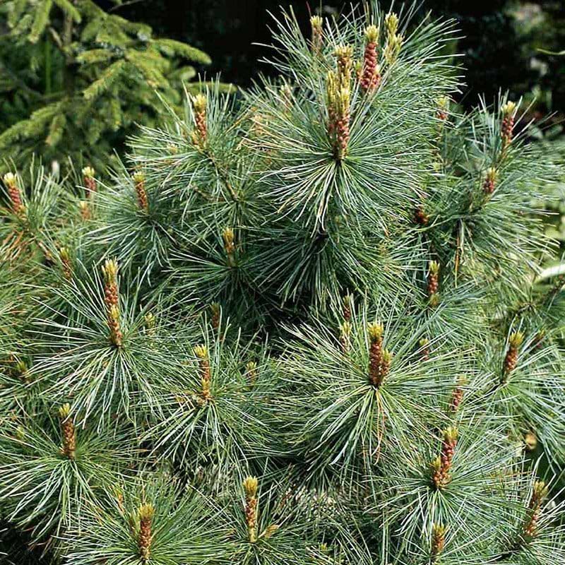 Pinus parviflora Glauca