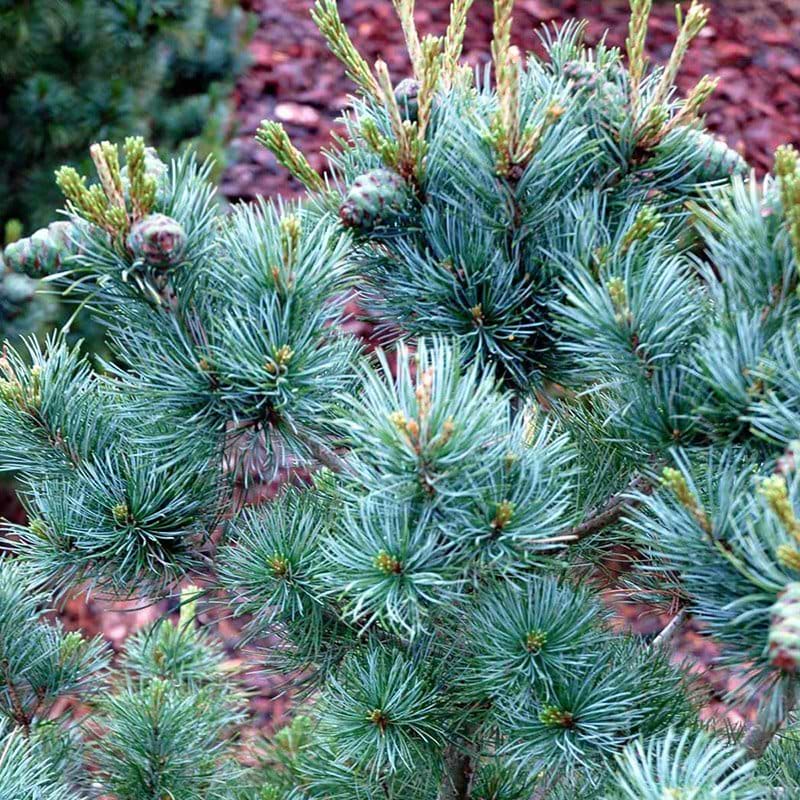 Pinus parviflora Negishi 