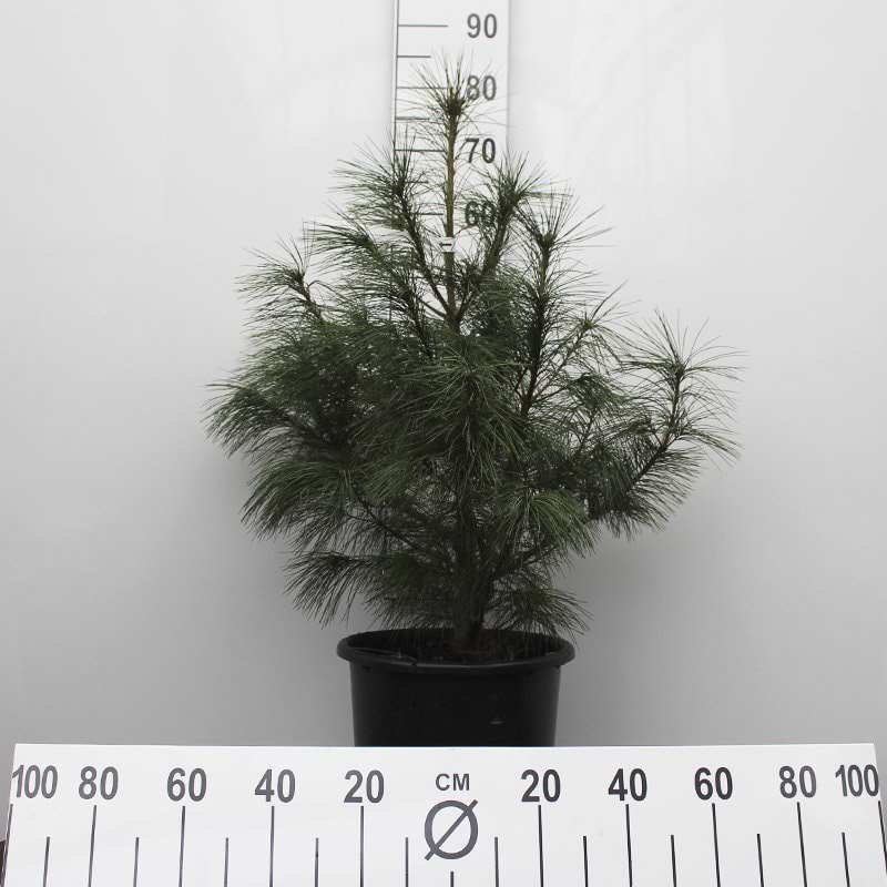 Pinus peuce
