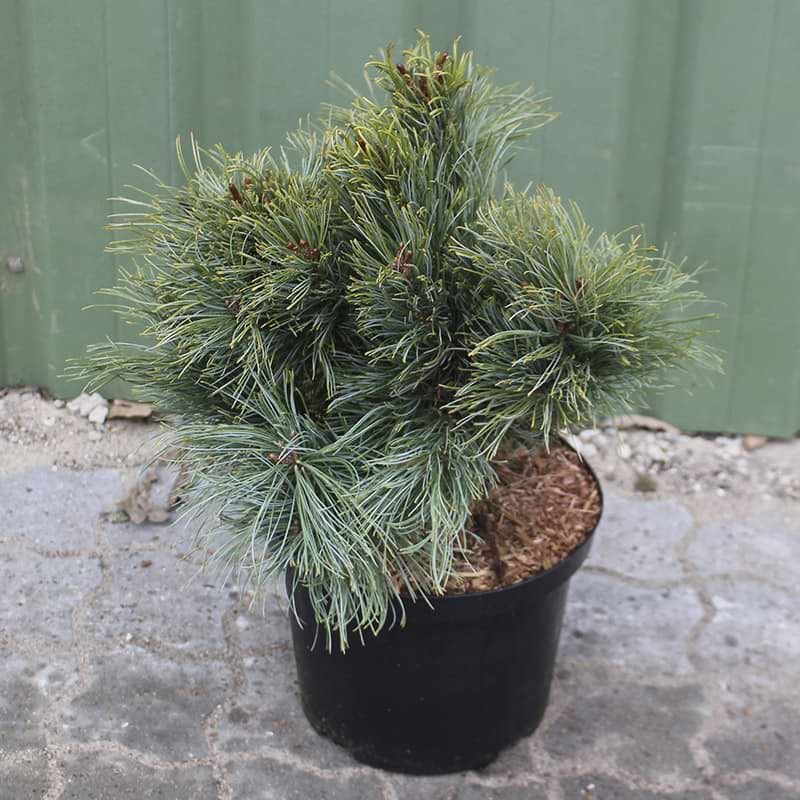 Pinus pumila glauca