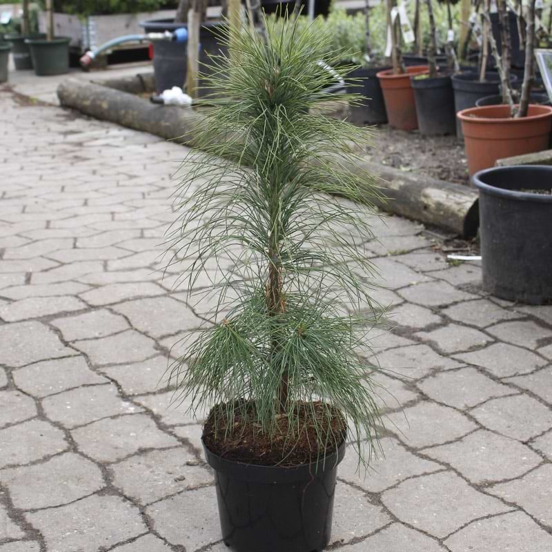 pinus strobus