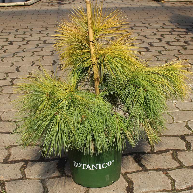 Pinus strobus 'Louie'