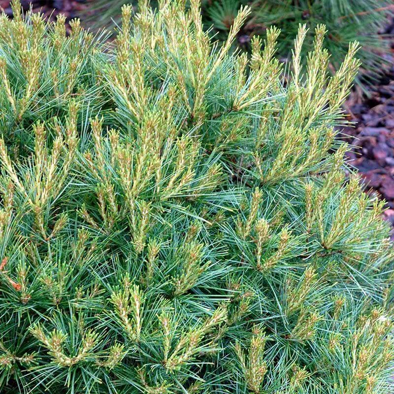 Pinus strobus Minima