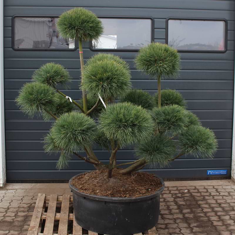 Weymouth Fyr (Pinus strobus 'Radiata') Bonsai 150-160 cm