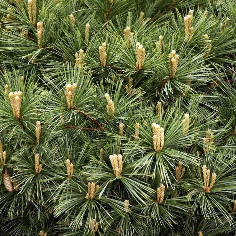 Weymouth Fyr (Pinus strobus 'Radiata') 