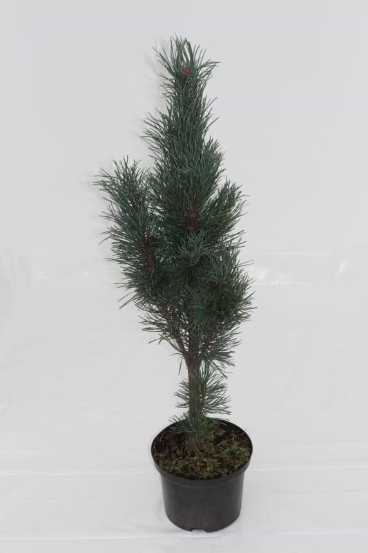 Pinus sylvestris Fastigiata