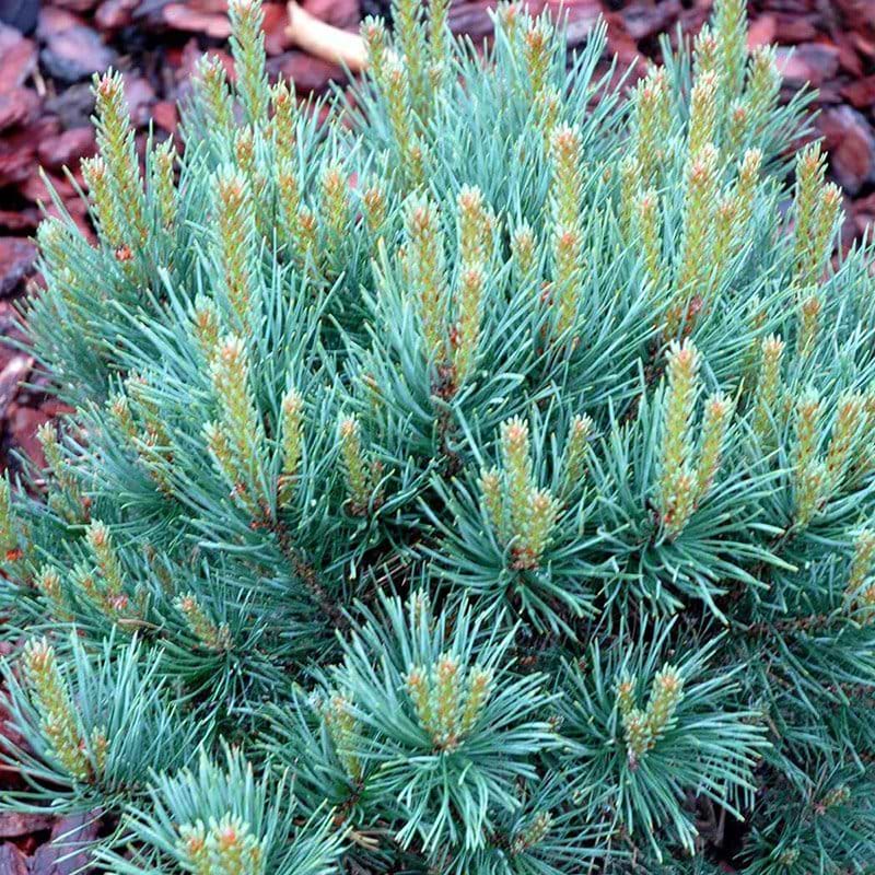 Pinus sylvestris Watereri