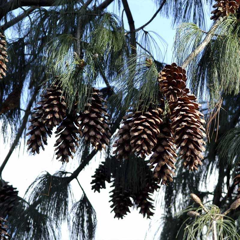Pinus Wallichiana