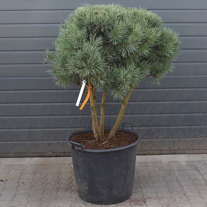 Pinus sylvestris 'Watereri' Bonsai 80-100 cm