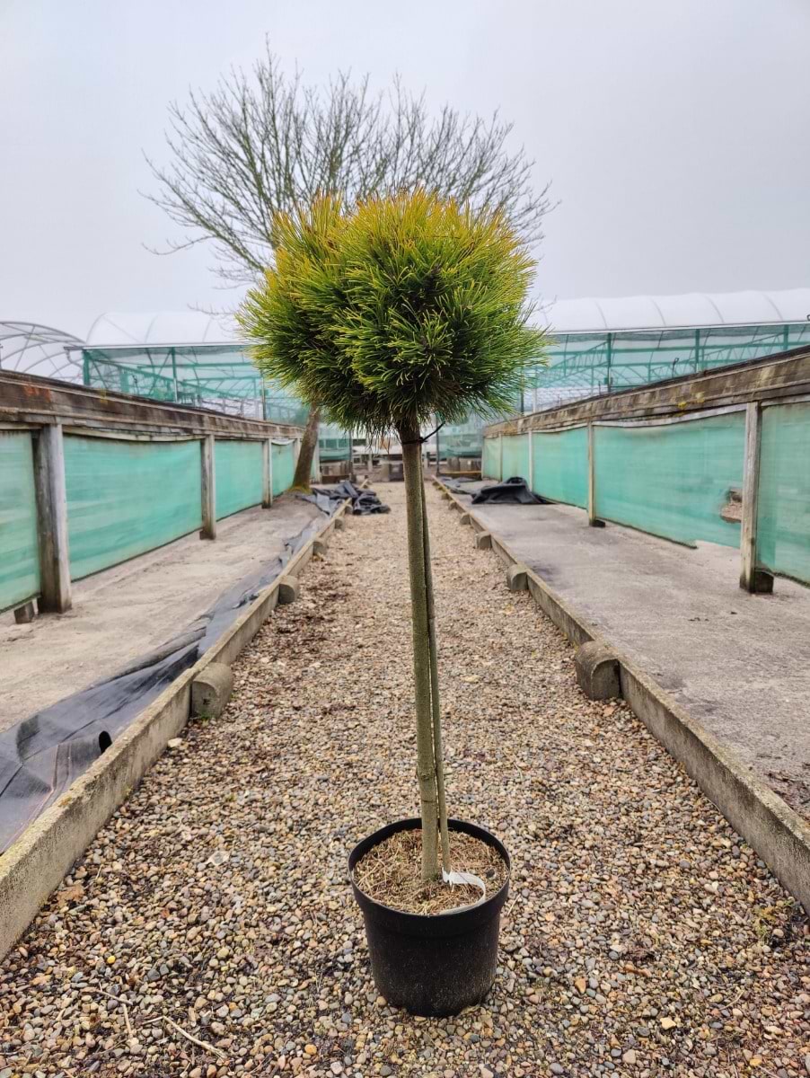 Bjergfyr Dværg (Pinus mugo 'Winter Sun') Opstammet 80 cm