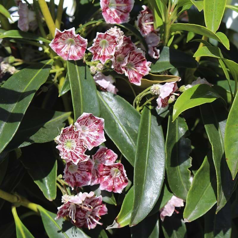 Bredbladet Kalmia blomster