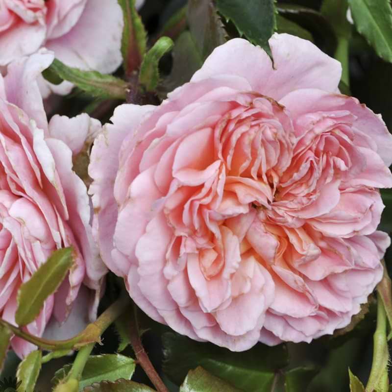 Pirouette rose