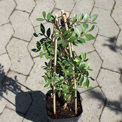 Pistacia Lentiscus