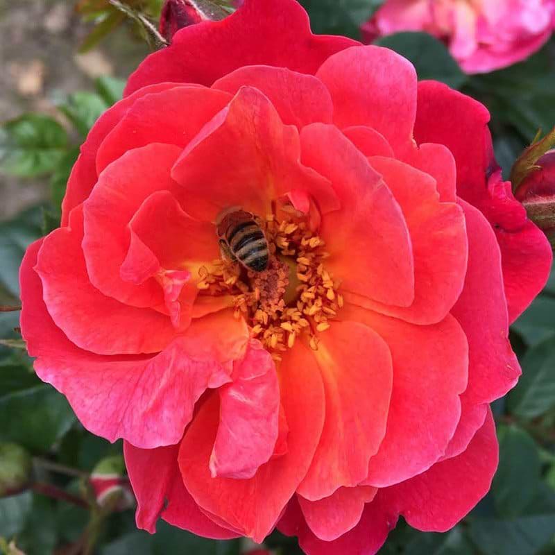 smuk rose